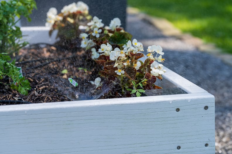 planting bed irrigation spray head begonia